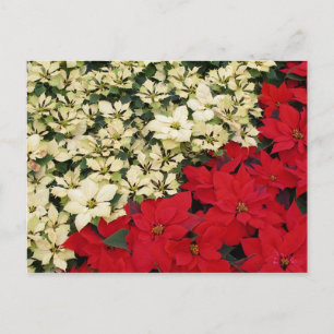 Cartão Postal De Festividades White e Red Poinsettias I Feriado Floral
