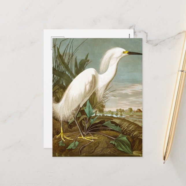 Cartão Postal De Festividades White Heron por John James Audubon (Frente/Verso In Situ)