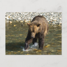Wild Grizzly Tentando Pegar Salmão No Toba In