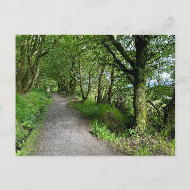 Cartão Postal De Festividades Woodland Pegpath em Isle of Bute Scotland em um (Frente)
