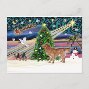 Cartão Postal De Festividades Xmas Magic-NovaScotia-stand