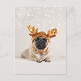 Cartão Postal De Festividades XMas Pug