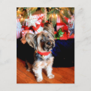 Cartão Postal De Festividades Yorkshire Terrier no colo do sino com o Natal