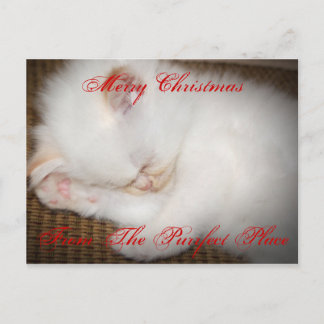 Cartão Postal De Festividades zazzle, ChristmasFrom alegre o lugar de Purrfect