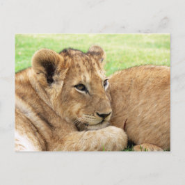 Cartão postal de filhote de tigre