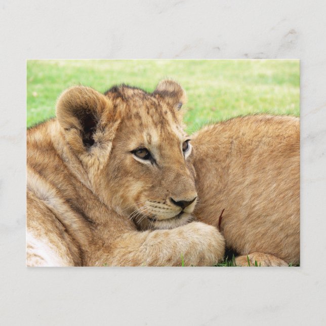 Cartão postal de filhote de tigre (Frente)