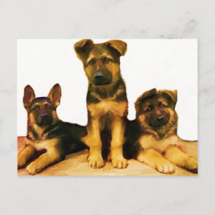 cartão postal de filhotes de german shepherd