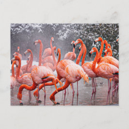Cartão postal de flamingo