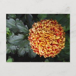 Cartão Postal de Flor