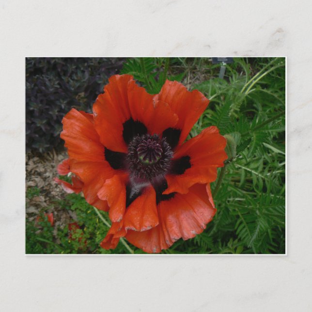 Cartão postal de flor (Frente)