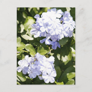 Cartão postal de Flor Azul Plumbago