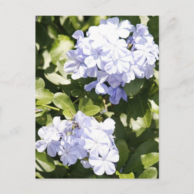 Cartão postal de Flor Azul Plumbago (Frente)
