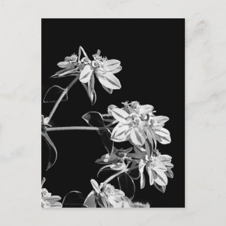 Cartão postal de flor branca e preta