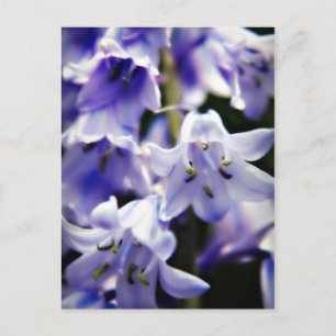 Cartão postal de flor campainha azul