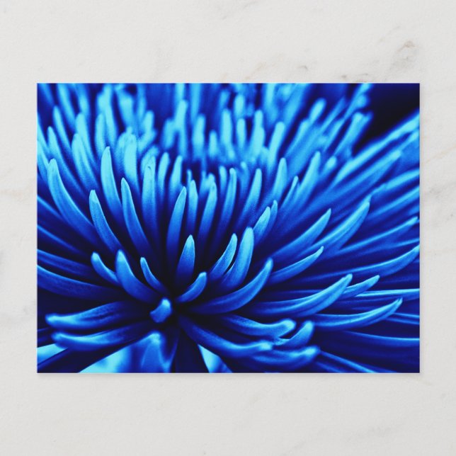 Cartão postal de flor Chrysanthemum Azul (Frente)