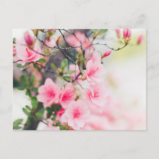 CARTÃO POSTAL DE FLOR DE BLOSSOM (Frente)