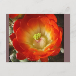 Cartão postal de flor de cacto