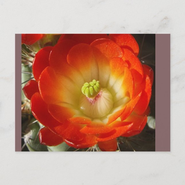 Cartão postal de flor de cacto (Frente)