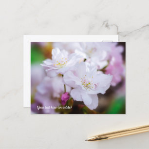 Cartão postal de flor de cerejeira branca