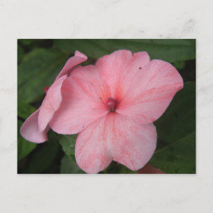 Cartão postal de flor de impatiens rosa pálido