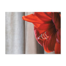 Cartão postal de Flor de Leão Vermelho Amaryllis