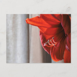 Cartão postal de Flor de Leão Vermelho Amaryllis