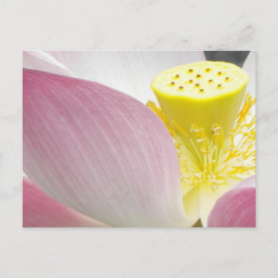 Cartão postal de flor de lótus