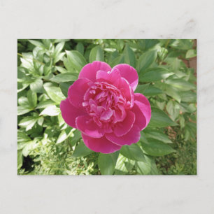 Cartão postal de flor de peônia rosa vibrante