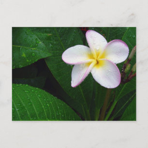 Cartão postal de flor de plumeria havaiana amarela