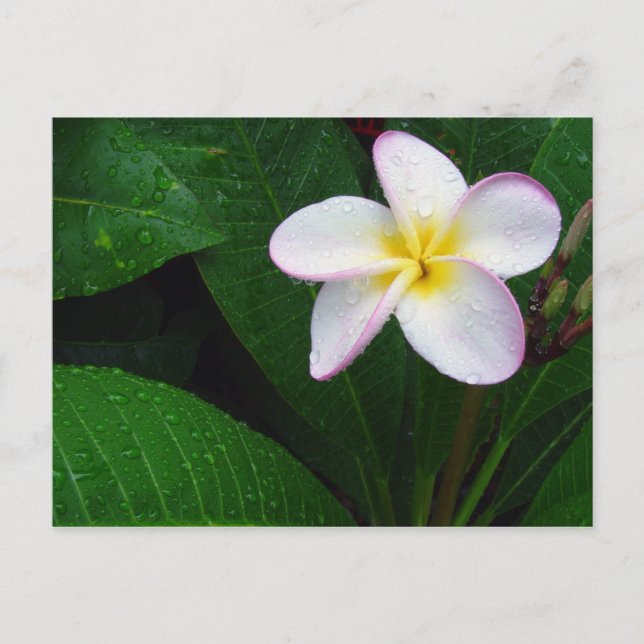 Cartão postal de flor de plumeria havaiana amarela (Frente)