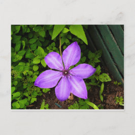 Cartão postal de flor roxa