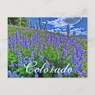 cartão postal de flor silvestre do Colorado
