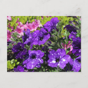 Cartão postal de flor Starry Night Petunia