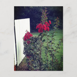 Cartão postal de flor vermelha