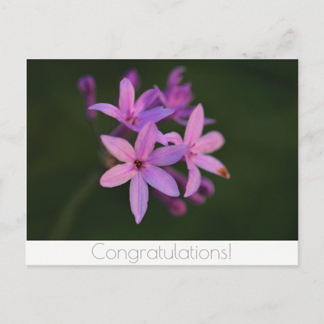 Cartão postal de flores de congratulações (Frente)