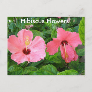 Cartão postal de flores de hibisco rosa