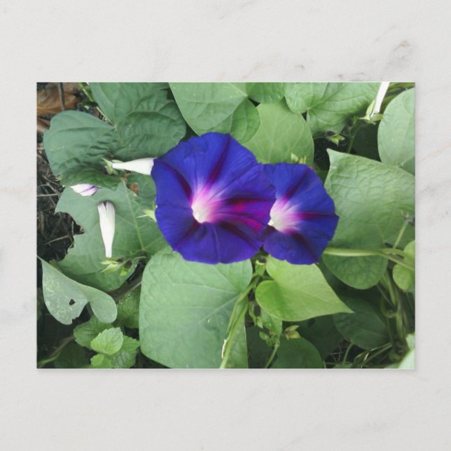 Cartão Postal de Flores de Ipoméia Roxa (Frente)