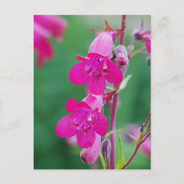 Cartão Postal de Flores de Penstemon Rosa (Frente)