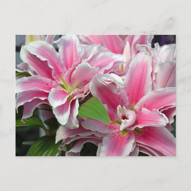 Cartão postal de flores lírios cor-de-rosa (Frente)