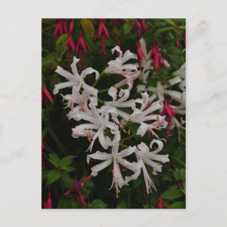 Cartão postal de flores Nerine brancas