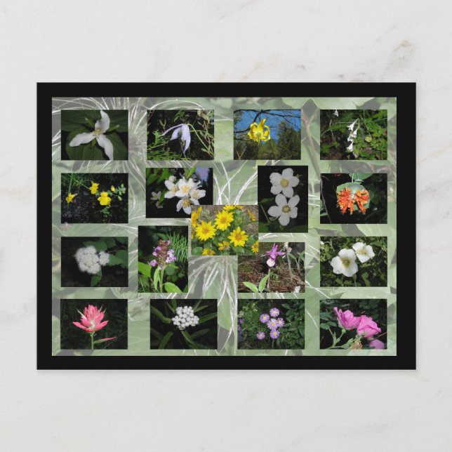 Cartão postal de flores selvagens de Montana ocide (Frente)