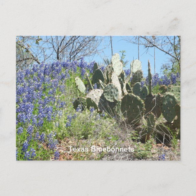 Cartão Postal de Flores Silvestres e Cactus do Tex (Frente)