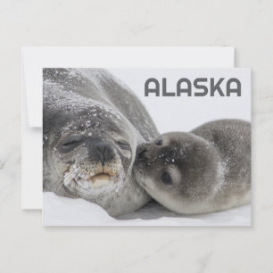 Cartão postal de foca bebê e mãe fofos do Alasca