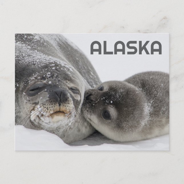 Cartão postal de foca bebê e mãe fofos do Alasca (Frente)