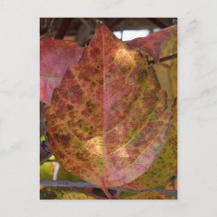 Cartão postal de Folha