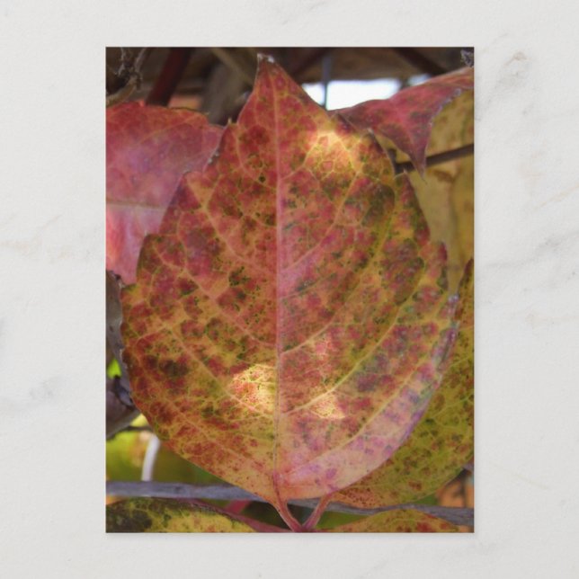 Cartão postal de Folha (Frente)