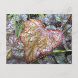 Cartão postal de Folha do Coração