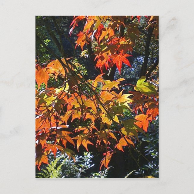 Cartão postal de Folhas de Mapeamento (Frente)