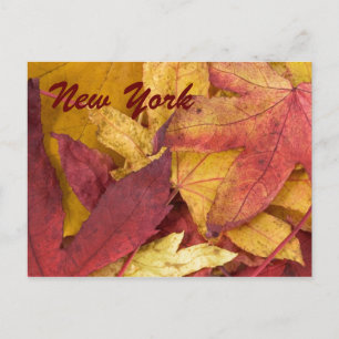 Cartão Postal de Folhas de Outono de Nova York
