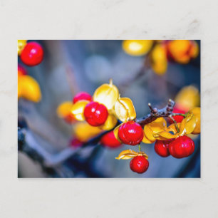 Cartão postal de folhas e frutos vermelhos de outo